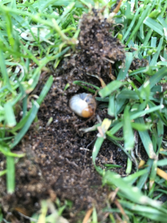 芝生　西洋芝　IoT　Ambient　土壌湿度　センサ 芝刈り 尿素　有機酸酵素EX　ミミズ駆除 芝刈り コガネムシ シバツトガ スジキリヨトウ
