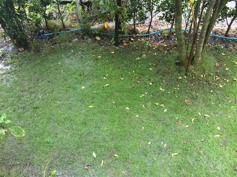 芝生　水たまり