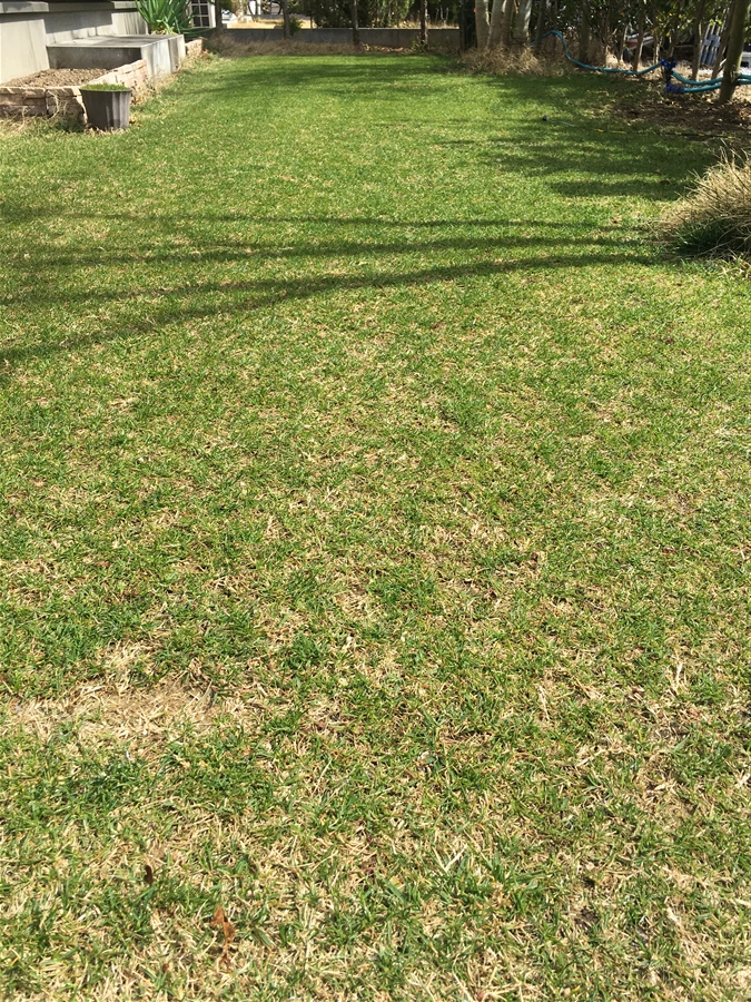 芝生　西洋芝　IoT　Ambient　土壌湿度　センサ 芝刈り 尿素　有機酸酵素EX