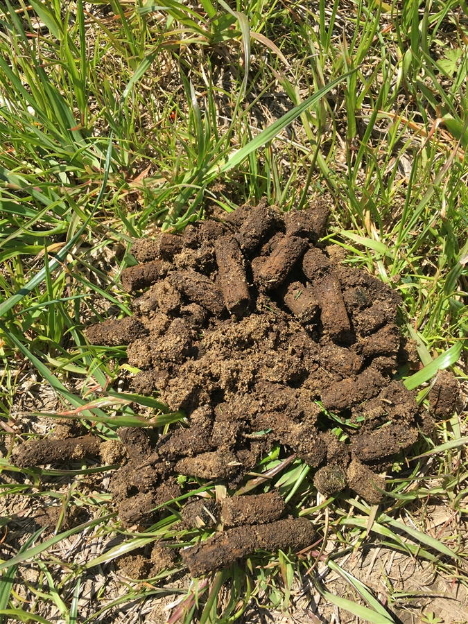 芝生　西洋芝　IoT　Ambient　土壌湿度　センサ 芝刈り 尿素　有機酸酵素EX　ミミズ駆除 芝刈り