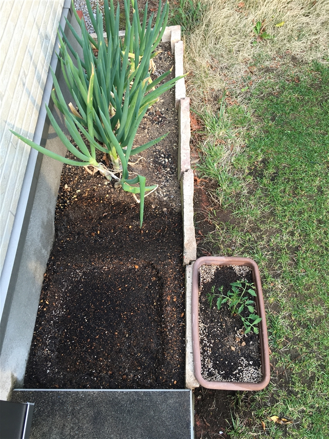 芝生　西洋芝　IoT　Ambient　土壌湿度　家庭菜園 ESP-WROOM-02 