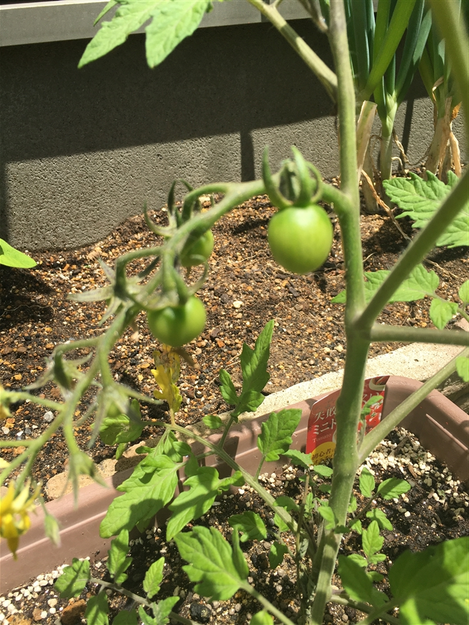 芝生　西洋芝　家庭菜園　トマト 