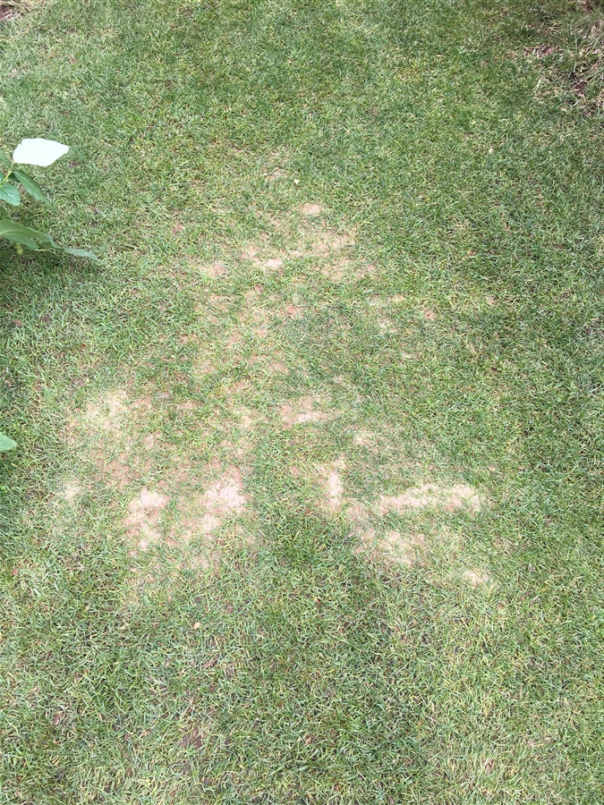 芝生　西洋芝　IoT　Ambient　土壌湿度　夏超し