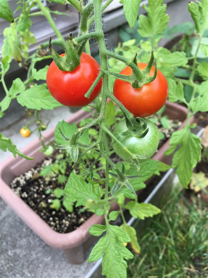 芝生　西洋芝　トマト 家庭菜園　夏越し