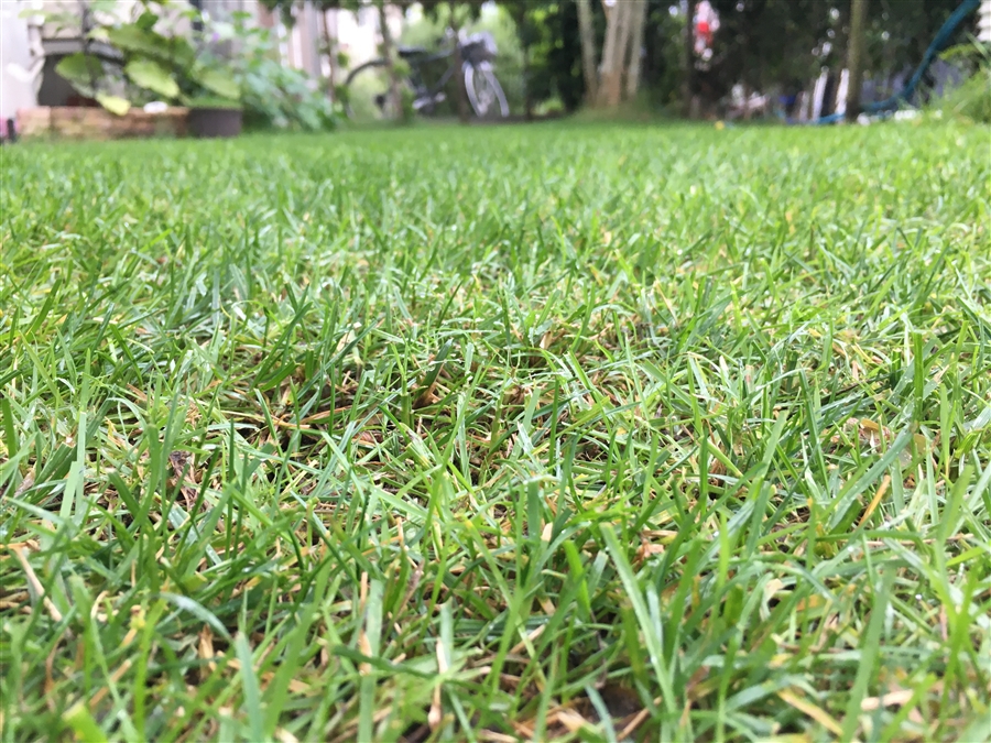 芝生　西洋芝　IoT　Ambient　土壌湿度　夏越し