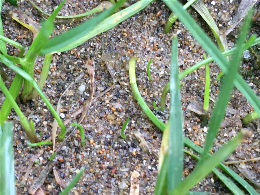 芝生　西洋芝　IoT　Ambient　土壌湿度　夏越し
