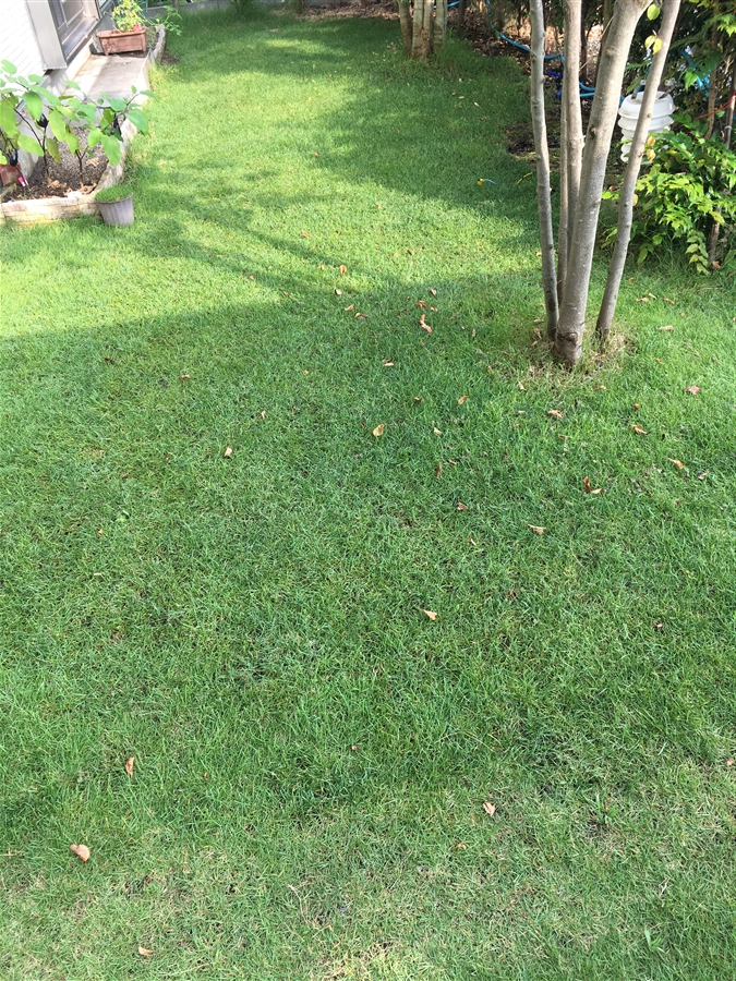芝生　西洋芝　IoT　土壌湿度　夏越し