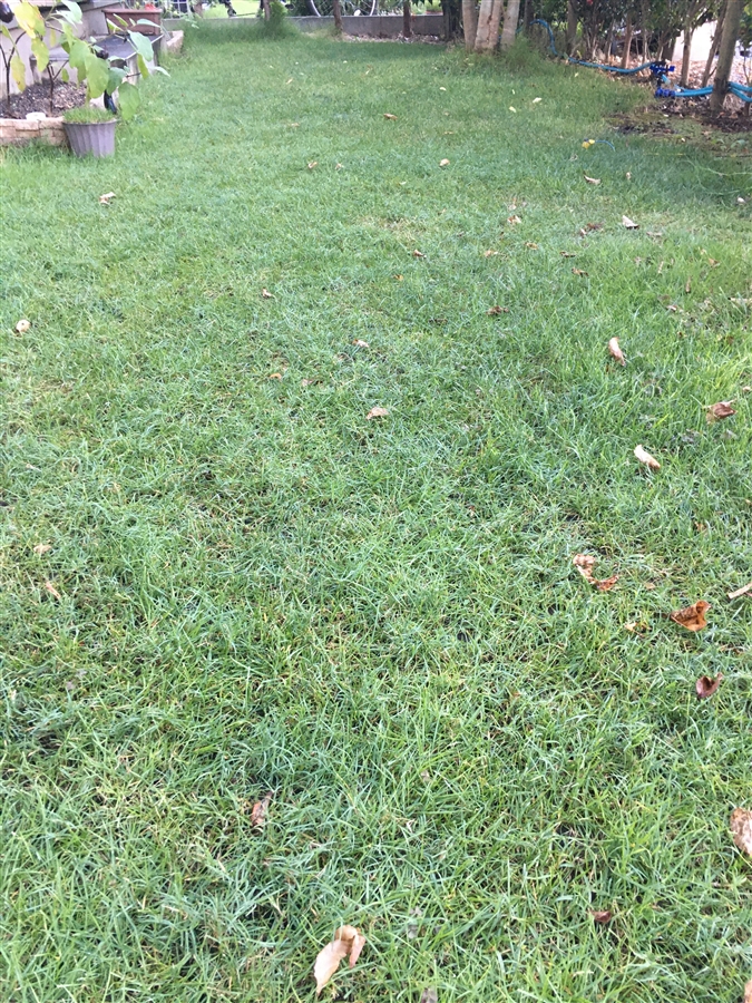 芝生　西洋芝　IoT　土壌湿度　夏越し シリンジング