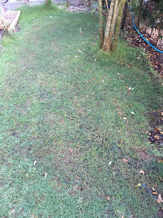 芝生　西洋芝　IoT　土壌湿度　夏越し　スプリンクラー