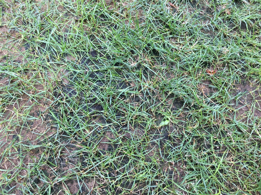 芝生　西洋芝　IoT　土壌湿度　夏越し　スプリンクラー