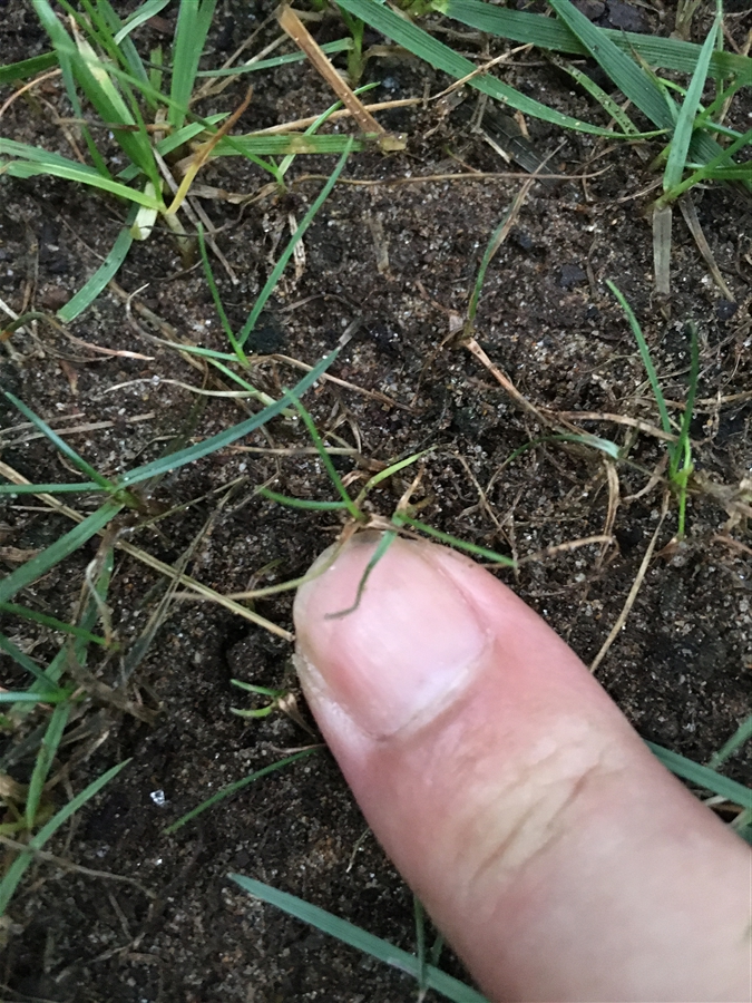 芝生　西洋芝　IoT　土壌湿度　夏越し　スプリンクラー　椿油粕