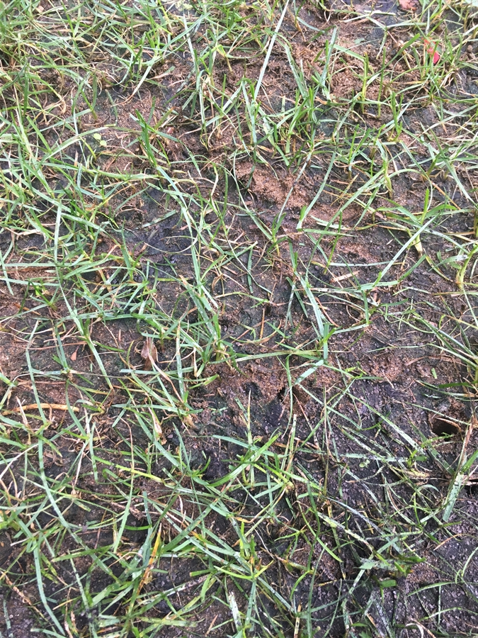 芝生　西洋芝　IoT　土壌湿度　夏越し　スーパーグリーンフード