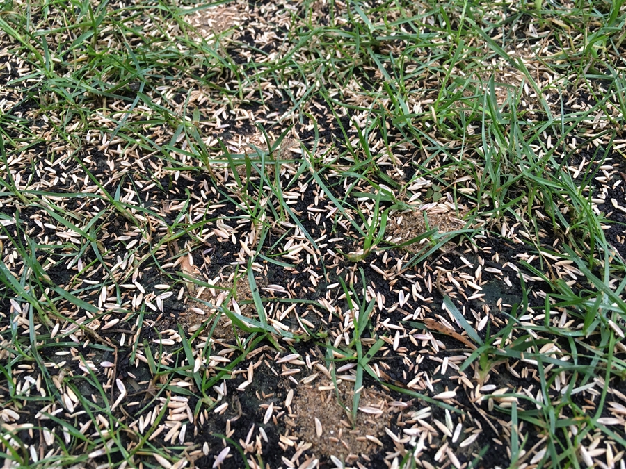 芝生　西洋芝　IoT　土壌湿度　夏越し　スプリンクラー　椿油粕
