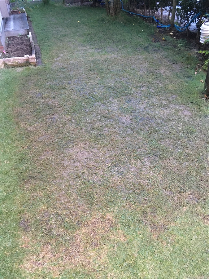 芝生　西洋芝　IoT　土壌湿度　夏越し　スーパーグリーンフード