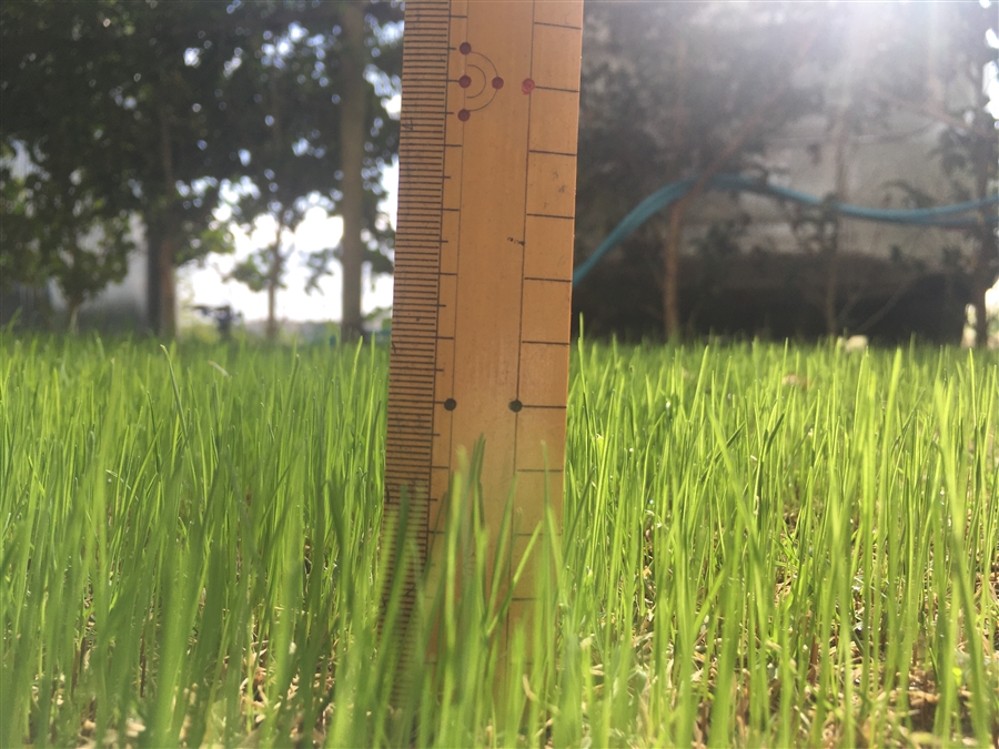 芝生　西洋芝　IoT　土壌湿度　夏越し　スプリンクラー　発芽