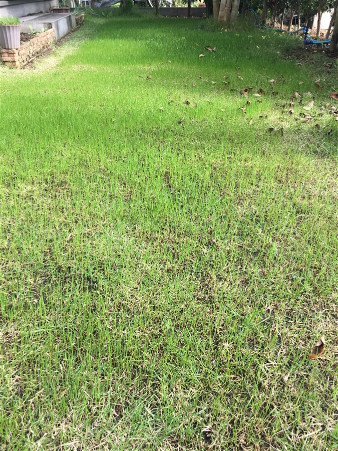芝生　西洋芝　IoT　土壌湿度　夏越し　スプリンクラー　発芽
