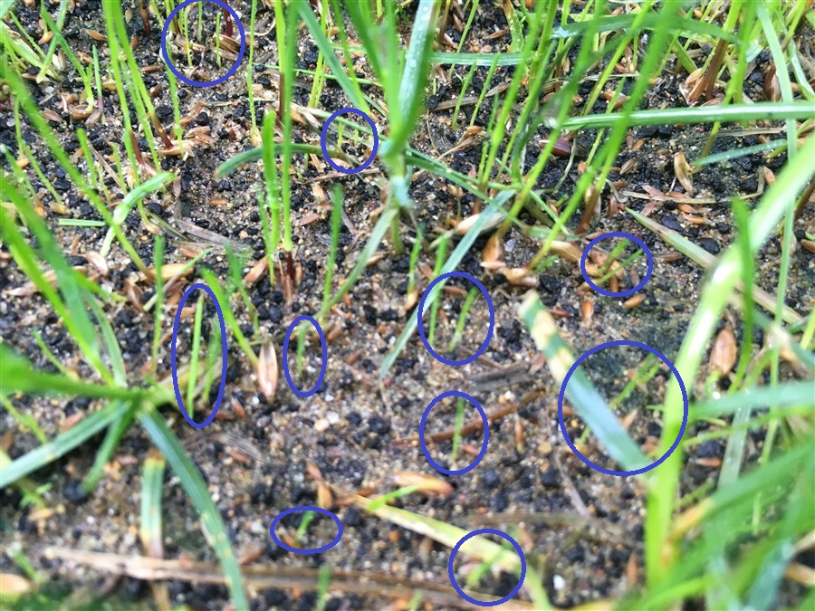芝生　西洋芝　IoT　土壌湿度　夏越し　スプリンクラー　ヌーブルーグラス