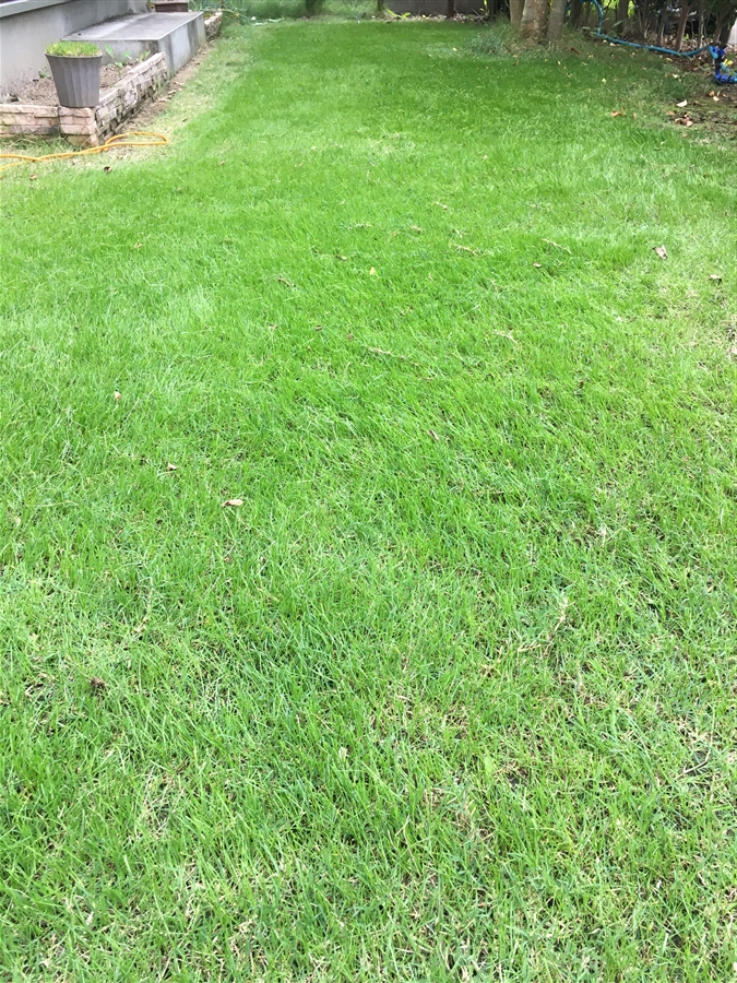芝生　西洋芝　IoT　土壌湿度　夏越し　スプリンクラー　発芽 芝刈り