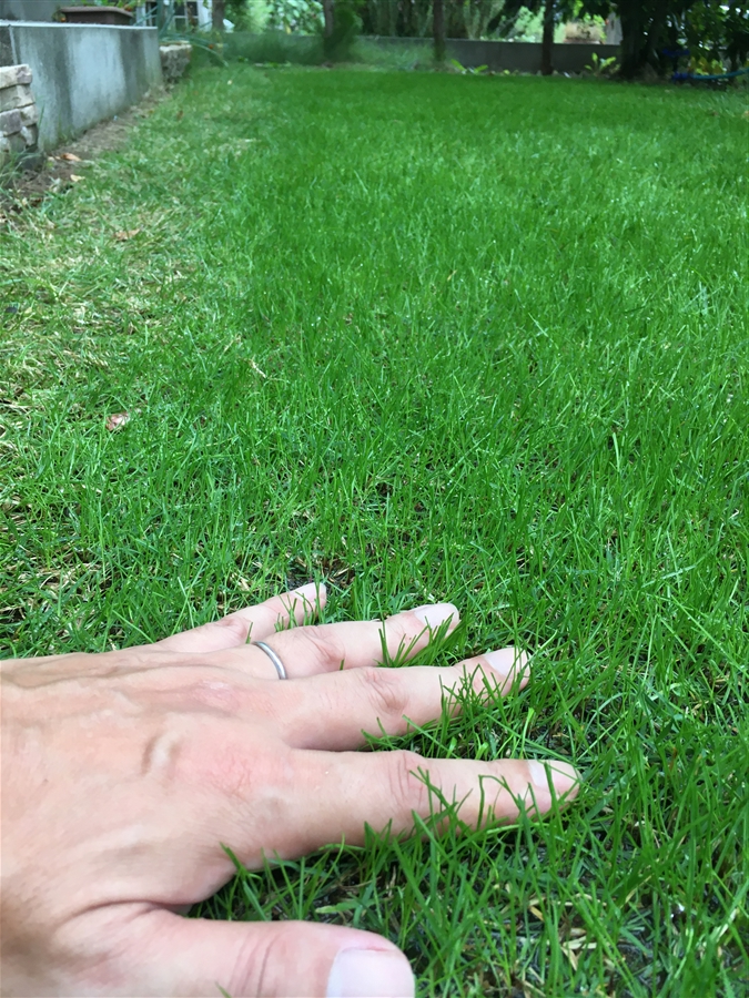 芝生　西洋芝　IoT　土壌湿度　夏越し　スプリンクラー　トールフェスク種