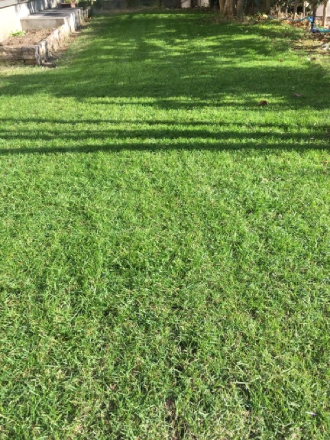 芝生　西洋芝　IoT　土壌湿度　夏越し　スプリンクラー　ヌーブループラス　ダイナマイトLS　ナチュラルニット