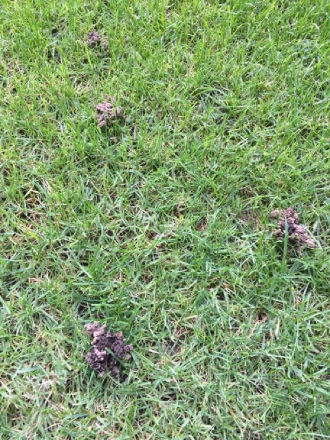 芝生　西洋芝　IoT　土壌湿度　夏越し　スプリンクラー　ヌーブループラス　ダイナマイトLS　ナチュラルニット ミミズ 糞塚