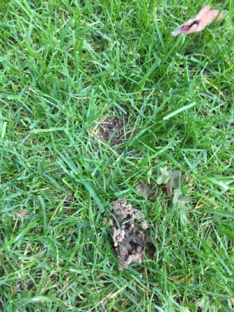 芝生　西洋芝　IoT　土壌湿度　夏越し　スプリンクラー　ヌーブループラス　ダイナマイトLS　ナチュラルニット ミミズ 糞塚