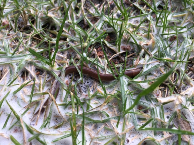 芝生　西洋芝　IoT　土壌湿度　夏越し　スプリンクラー　ヌーブループラス　ダイナマイトLS　ナチュラルニット ミミズ 糞塚　椿油粕