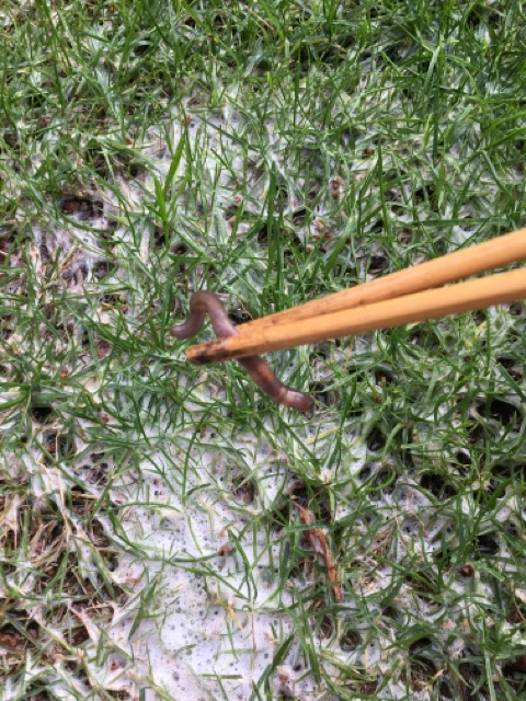 芝生　西洋芝　IoT　土壌湿度　夏越し　スプリンクラー　ヌーブループラス　ダイナマイトLS　ナチュラルニット ミミズ 糞塚　椿油粕