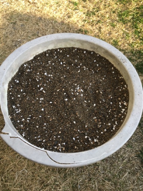 芝生　西洋芝　IoT　土壌湿度　夏越し　スプリンクラー　ヌーブループラス　ダイナマイトLS　ナチュラルニット メデネール 有機酸酵素EX