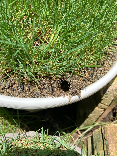芝生　西洋芝　IoT　土壌湿度　夏越し　スプリンクラー　ヌーブループラス　ダイナマイトLS　ナチュラルニット メデネール 有機酸酵素EX グリーンホスカ