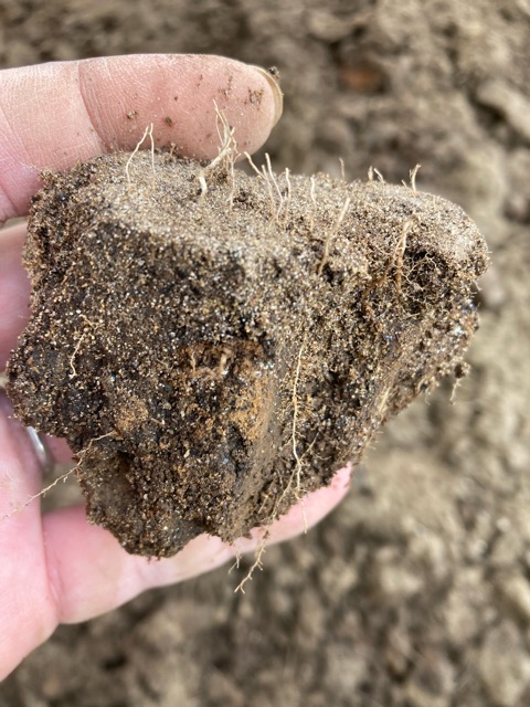 芝生　西洋芝　IoT　土壌湿度　夏越し　スプリンクラー　ヌーブループラス　ダイナマイトLS　ナチュラルニット メデネール 有機酸酵素EX グリーンホスカ 土壌改良　パーライト