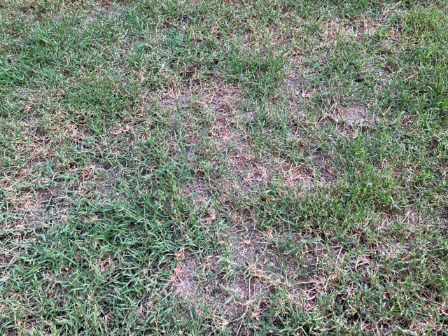 芝生　西洋芝　IoT　土壌湿度　スプリンクラー　ティフトン419 WOS ウインターオーバーシード ヌーブループラス　ダイナマイトLS　ナチュラルニット メデネール 有機酸酵素EX グリーンホスカ