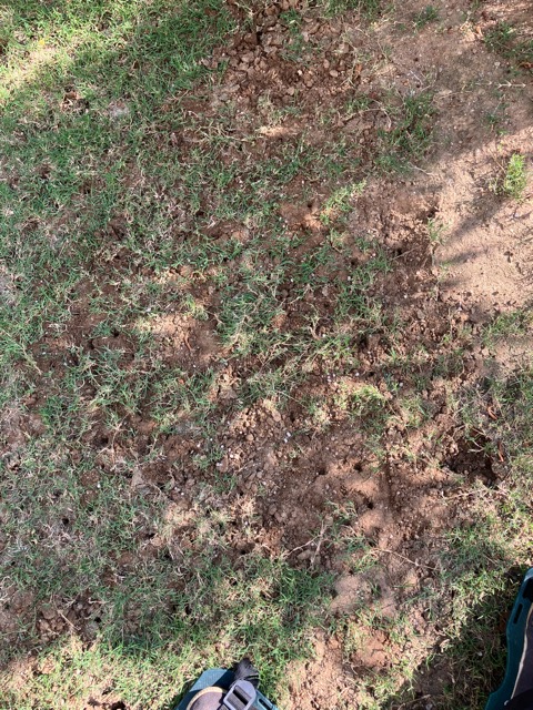 芝生　西洋芝　IoT　土壌湿度　スプリンクラー　ティフトン419 WOS ウインターオーバーシード ヌーブループラス　ダイナマイトLS　ナチュラルニット メデネール 有機酸酵素EX グリーンホスカ