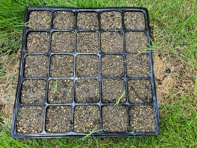 芝生　西洋芝　IoT　土壌湿度　スプリンクラー　ティフトン419 WOS ウインターオーバーシード ヌーブループラス　ダイナマイトLS　ナチュラルニット メデネール 有機酸酵素EX 苗